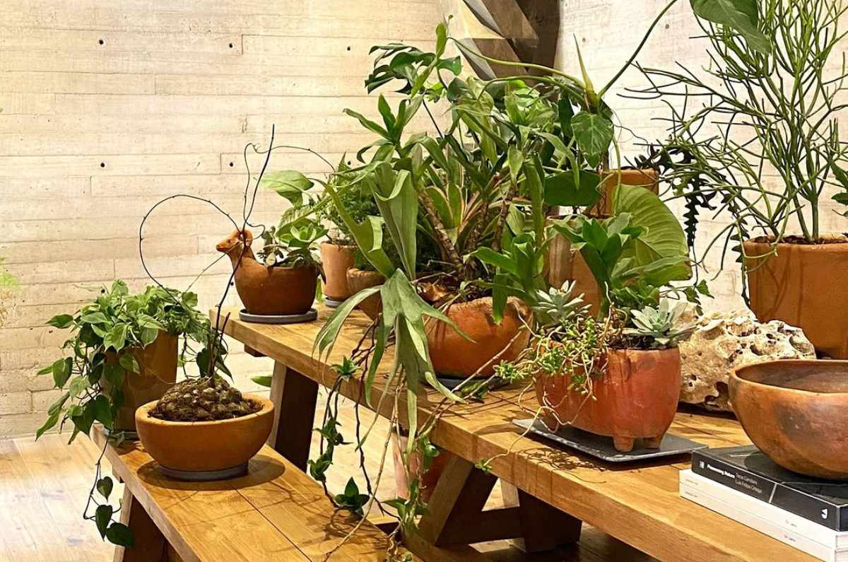 El Festival de Macetas 2026 convierte Atlampa en un recorrido creativo entre cerámica, plantas y objetos decorativos.jpg